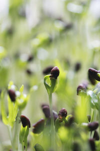 Close-up of purple flowering plant