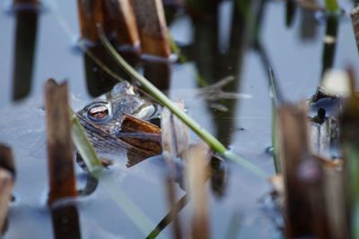 Close-up of turtle in water