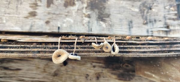 Close-up of mushroom growing on wood