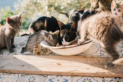 Close-up of cat sitting on table