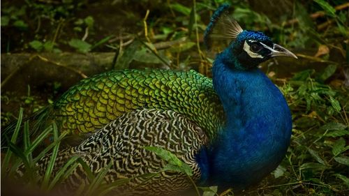 Close-up of a peacock