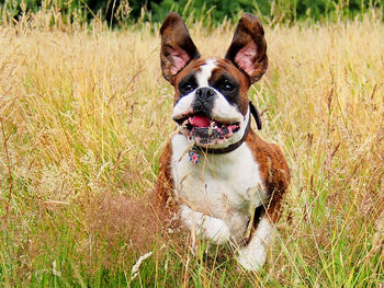 Close-up of dog standing at grassy field