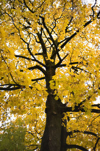 Low angle view of tree