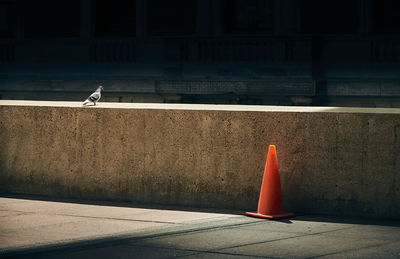 Pigeon perching on retaining wall