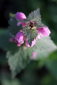 Close-up of pink flower