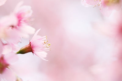 Close-up of pink cherry blossom