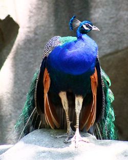 Close-up of peacock perching