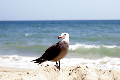 Seagull flying over beach