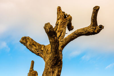 Low angle view of tree trunk against sky