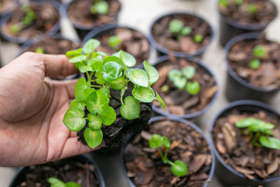 Cropped hand holding potted plant