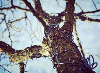 Close-up of lizard on tree trunk against sky