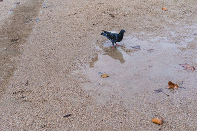 High angle view of bird on sand
