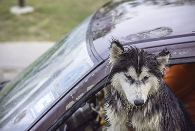 Close-up portrait of dog