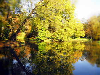 Reflection of trees in lake