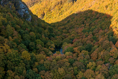 High angle view of trees in forest