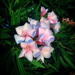 Close-up of pink flowers