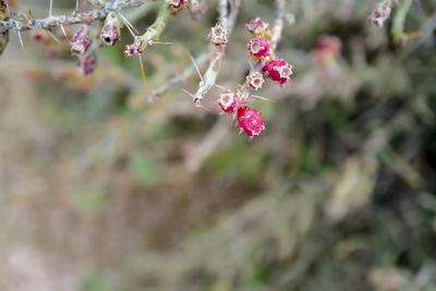 Close-up of pink cherry blossoms in spring