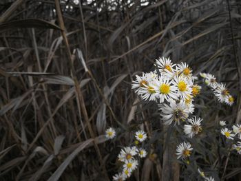 Close-up of flowers blooming outdoors