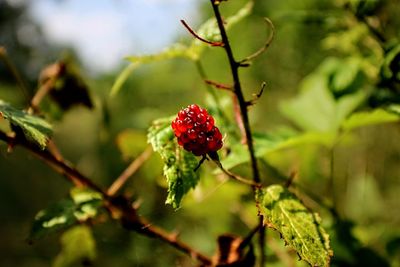 Close-up of red berry on plant