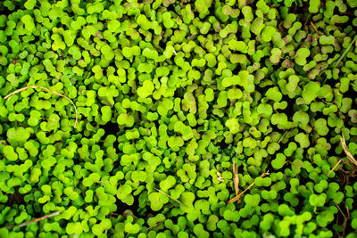 Full frame shot of green leaves