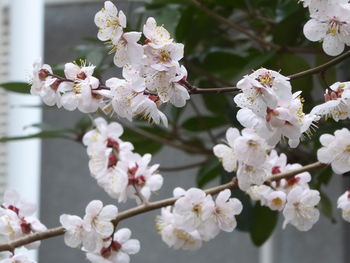 White apple blossoms in spring