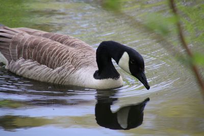 Side view of a duck swimming in lake