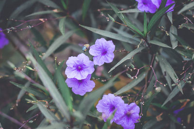 Close-up of pink flowering plant