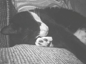 Close-up of cat sleeping on bed