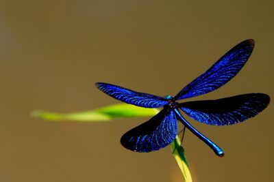 Close-up of blue dragonfly on plant