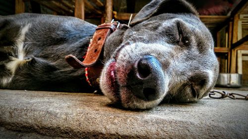 Close-up of a dog