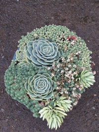 High angle view of succulent plant