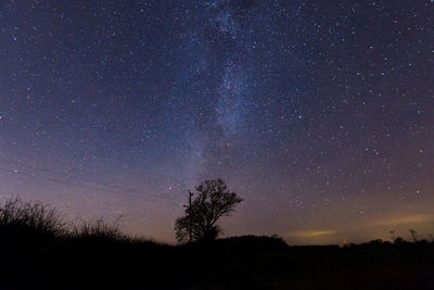 Silhouette trees against star field at night