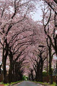 Cherry blossom trees against sky