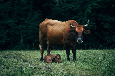 Cow standing in a field