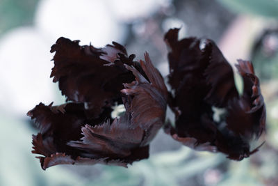 Close-up of dried plant