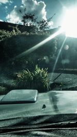 Sun shining through flower plants on sunny day