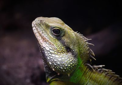 Close-up of lizard