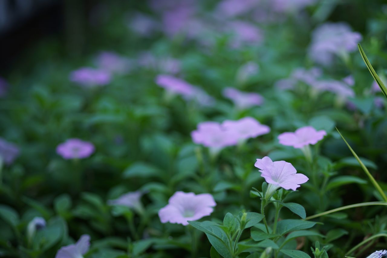 flower, fragility, nature, petal, beauty in nature, growth, blooming, plant, freshness, purple, outdoors, day, flower head, focus on foreground, no people, close-up, periwinkle, petunia