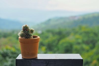 Close-up of potted cactus 