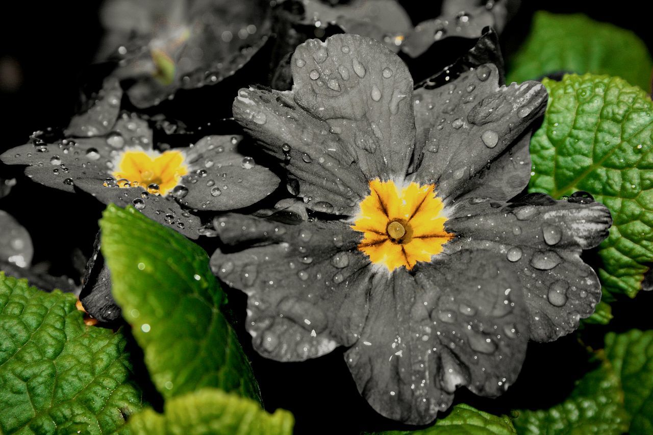 flower, petal, freshness, fragility, water, yellow, drop, flower head, wet, close-up, beauty in nature, growth, nature, leaf, blooming, single flower, pollen, plant, dew, raindrop