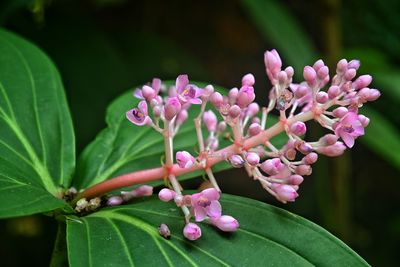 plant