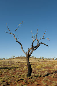 Bare tree on field against clear sky