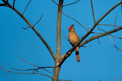 Low angle view of bird perching on tree against clear blue sky