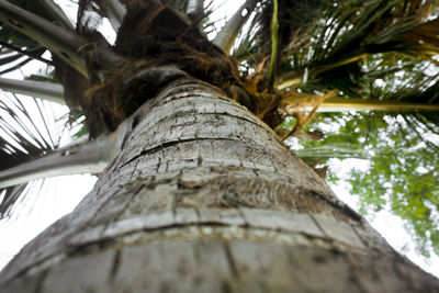 Low angle view of palm tree