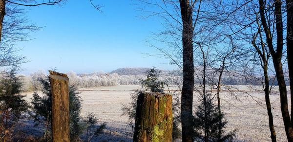 Bare trees on snow covered land against sky