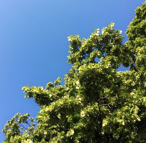 Low angle view of tree against clear blue sky