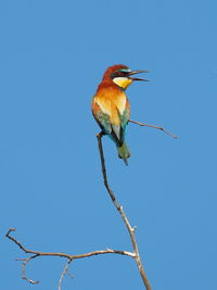 Close-up of bird perching on branch against clear blue sky