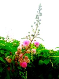 Close-up of flowering plants against sky