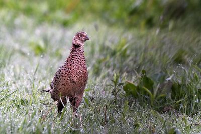 Close-up of a bird on field