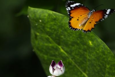 Close-up of butterfly pollinating on flower
